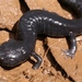 Santa Cruz Black Salamander - Photo (c) JJ Johnson, some rights reserved (CC BY-NC), uploaded by JJ Johnson