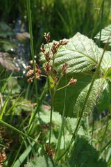 Luzula multiflora multiflora