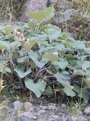 Petasites paradoxus, photograph (c) Clive Freedman, some rights reserved (CC BY)