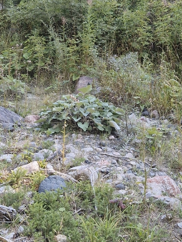 Petasites paradoxus, photograph 6