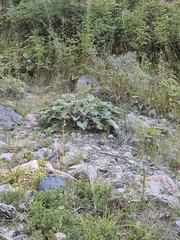 Petasites paradoxus, photograph (c) Clive Freedman, some rights reserved (CC BY)