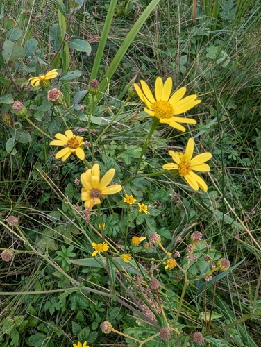 Jacobaea aquatica, photograph 6