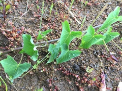 Calystegia purpurata