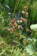 Luzula multiflora multiflora