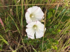 Calystegia purpurata