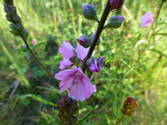 Sidalcea hendersonii