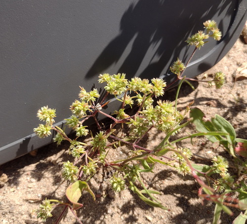 Scleranthus annuus, photograph 4
