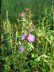 Sidalcea hendersonii