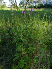 Sidalcea hendersonii