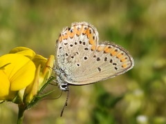 Plebejus idas