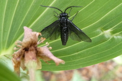 Phymatocera aterrima