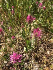 Trifolium purpureum