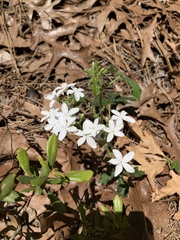 Cnidoscolus stimulosus