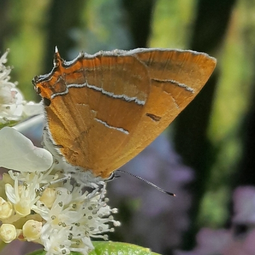 Brown Hairstreak
