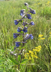 Delphinium cuneatum