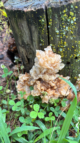 iNaturalist observation photo of white jelly fungus
