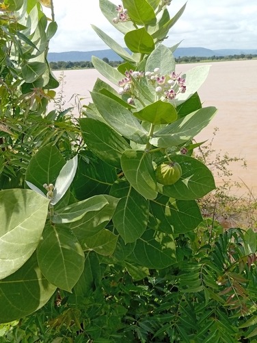 giant milkweed