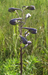 Delphinium cuneatum