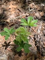 Cnidoscolus stimulosus