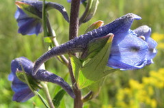 Delphinium cuneatum