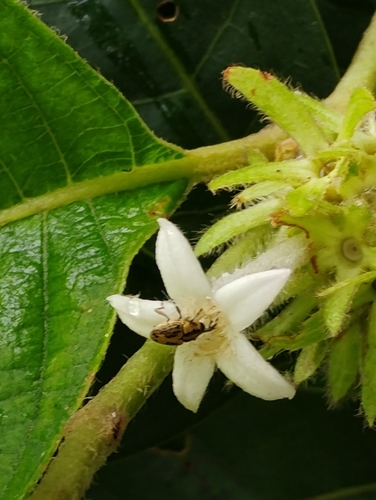 Sabicea grisea