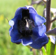 Delphinium cuneatum