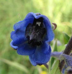 Delphinium cuneatum