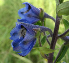 Delphinium cuneatum