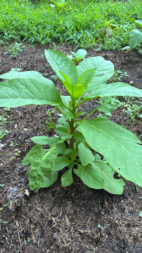 iNaturalist observation photo of American pokeweed