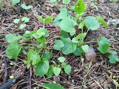 Viola odorata