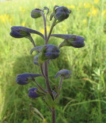 Delphinium cuneatum
