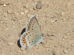 Plebejus idas