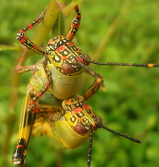 Zonocerus variegatus