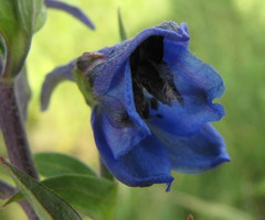 Delphinium cuneatum