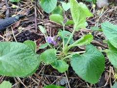 Viola odorata