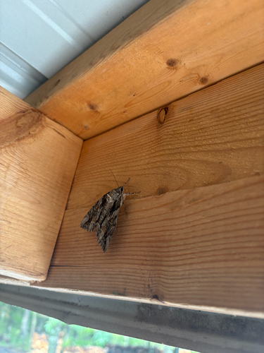Bride Underwing