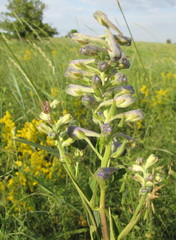 Delphinium cuneatum