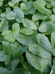 Ficaria verna