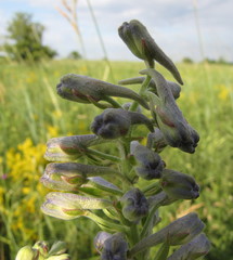 Delphinium cuneatum