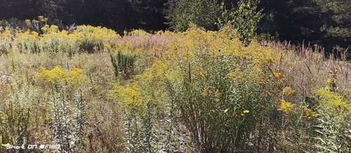 Canada goldenrod