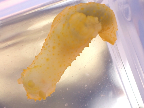Gymnodoris citrina
