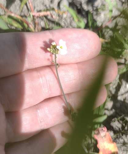 Arabidopsis arenosa, photograph 6