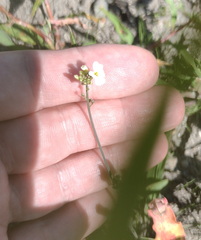 Arabidopsis arenosa, photograph (c) Bartosz Czołczyński, some rights reserved (CC BY)