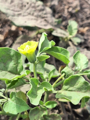 Physalis viscosa, photograph 4