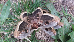 Saturnia pyri