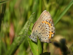 Plebejus idas