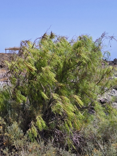 Plocama pendula, 2026-08-14