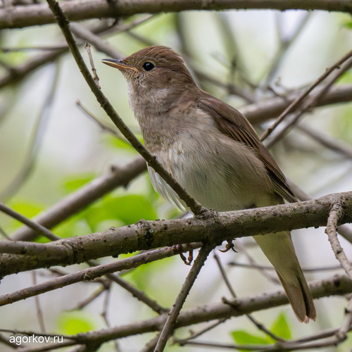 iNaturalist image