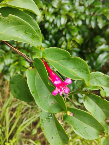 Lundia longa