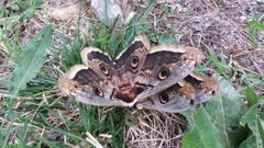 Saturnia pyri